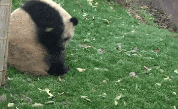 lets roll panda gif