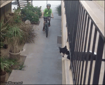 high five cat
