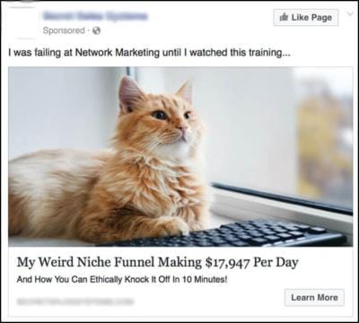 cat